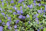 Смотреть изображение Vinca minor