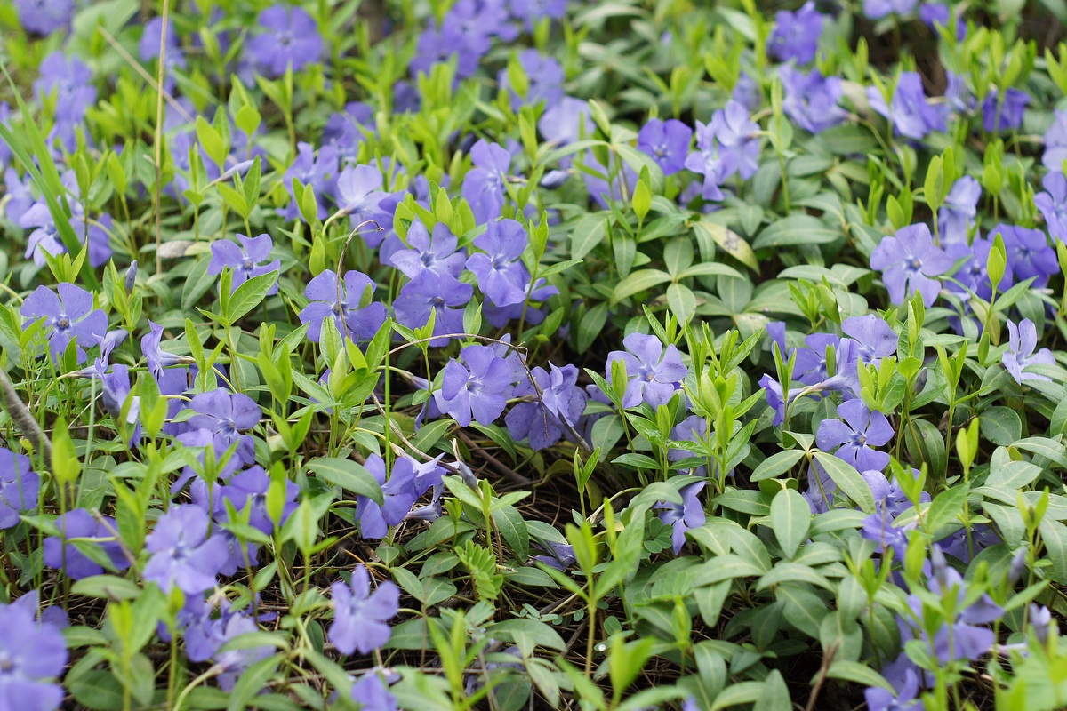 Image of Vinca minor specimen.