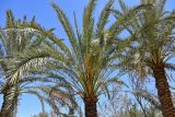 Phoenix dactylifera