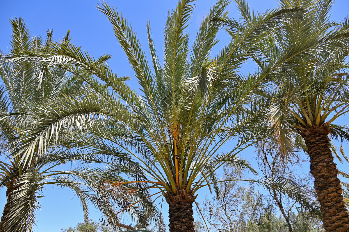 Image of Phoenix dactylifera specimen.