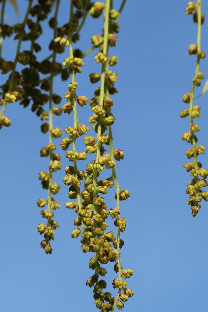 Изображение особи Quercus rubra.