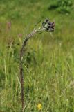 Cirsium palustre