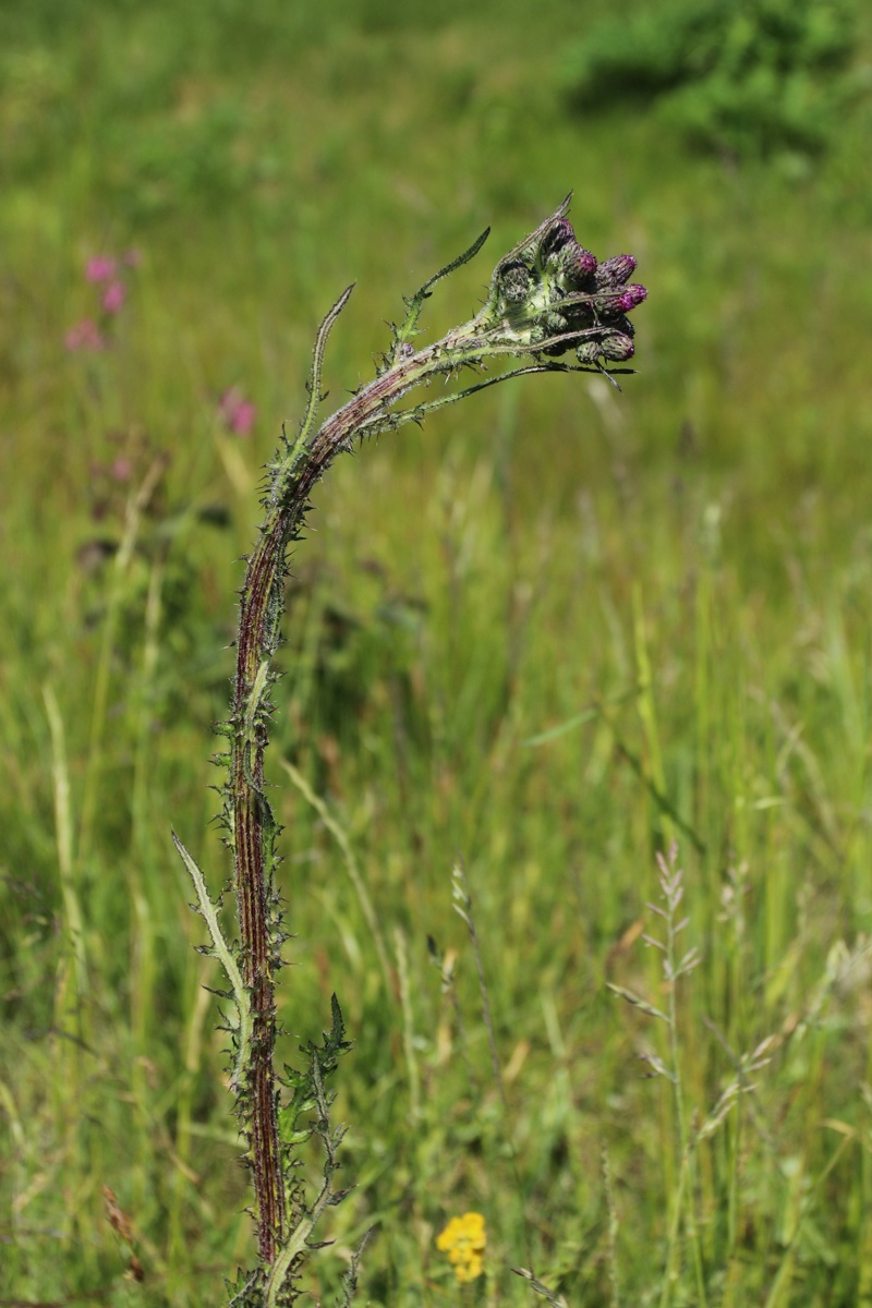 Изображение особи Cirsium palustre.