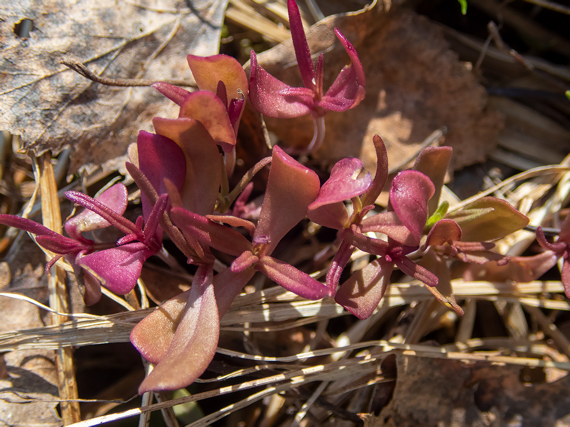 Image of Melampyrum nemorosum specimen.