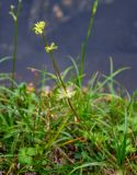 Anemonastrum calvum. Плодоносящее растение. Хабаровский край, р-н им. Полины Осипенко, хр. Дуссе-Алинь, берег оз. Горное, ≈ 1300 м н.у.м., у воды. 20.07.2021.