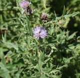 семейство Asteraceae