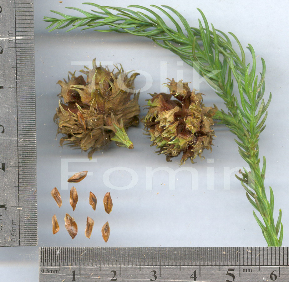 Image of Cryptomeria japonica specimen.