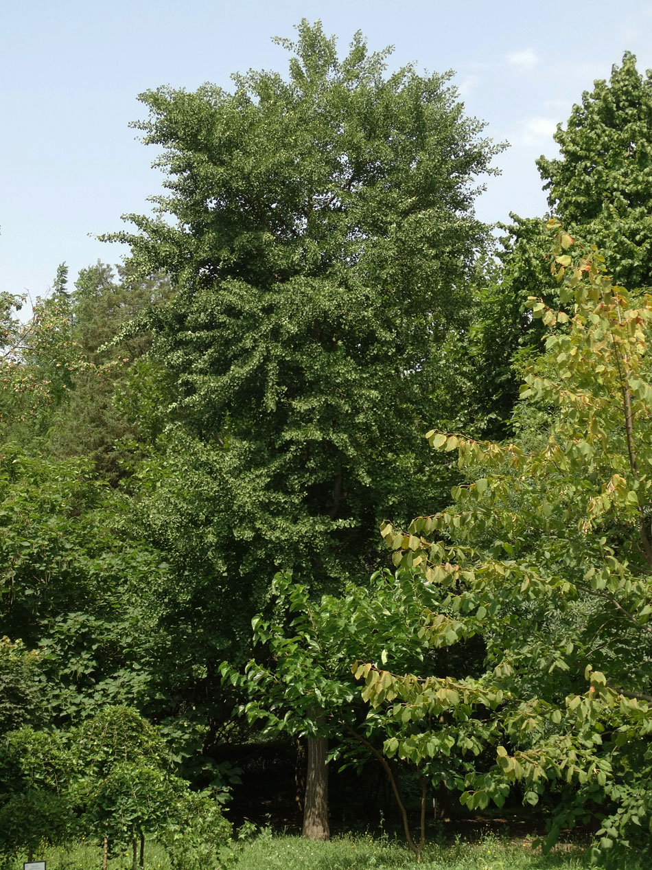 Image of Ginkgo biloba specimen.