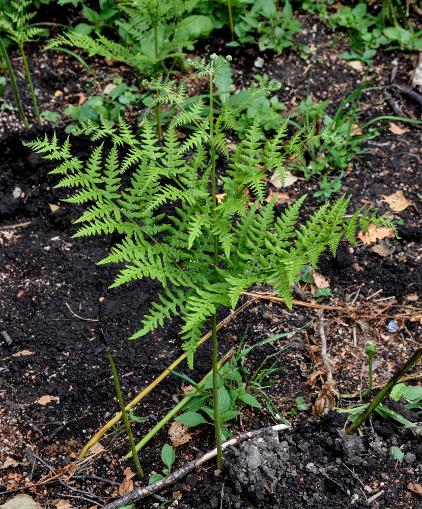 Изображение особи Pteridium pinetorum.