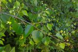 Betula litwinowii