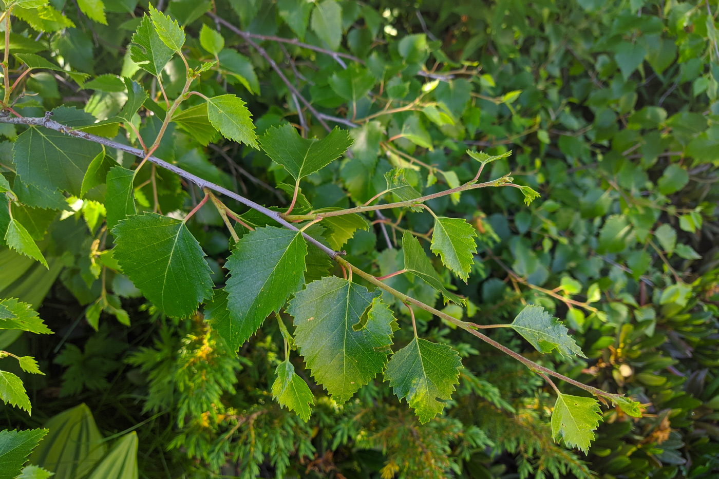 Изображение особи Betula litwinowii.