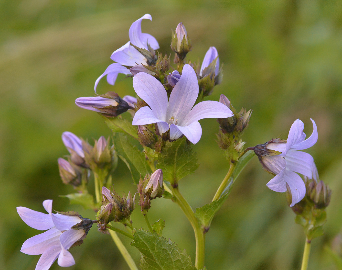 Изображение особи Gadellia lactiflora.