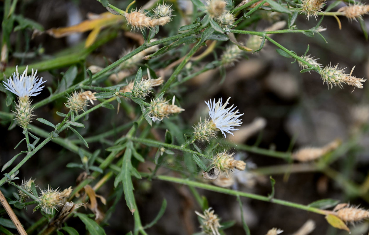 Изображение особи Centaurea diffusa.