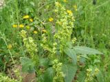 Mercurialis annua