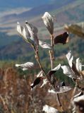 Salix glauca
