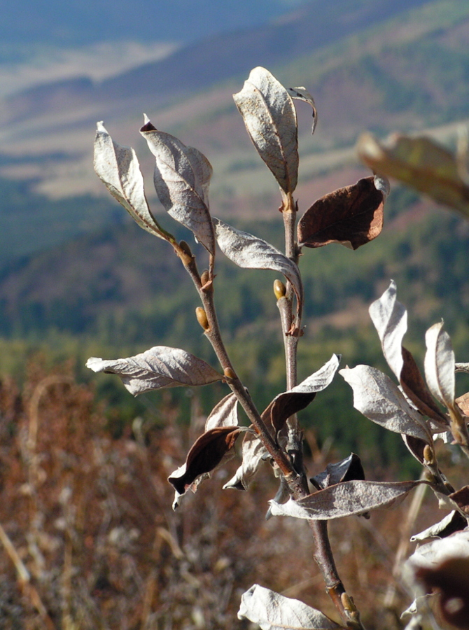 Изображение особи Salix glauca.