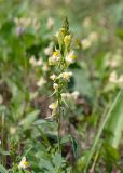 Linaria acutiloba