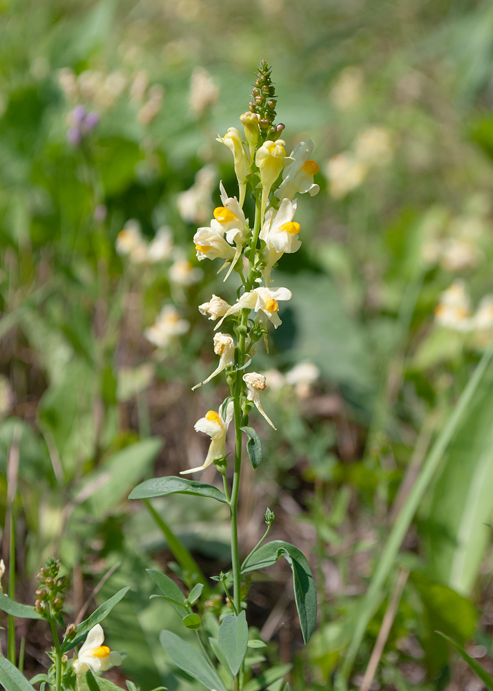 Изображение особи Linaria acutiloba.