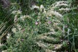 Epilobium hirsutum