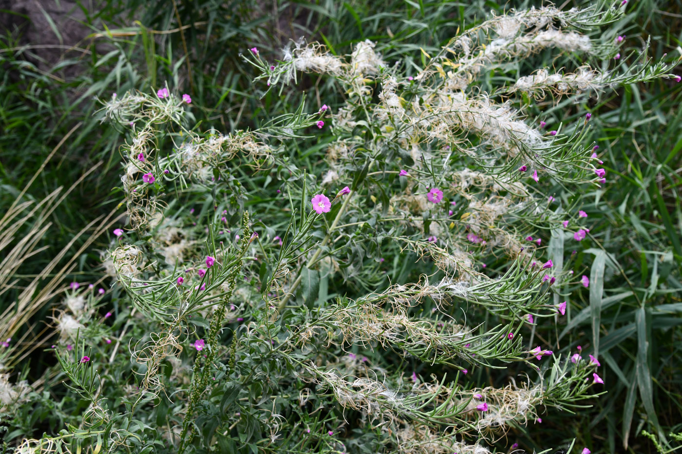 Image of Epilobium hirsutum specimen.