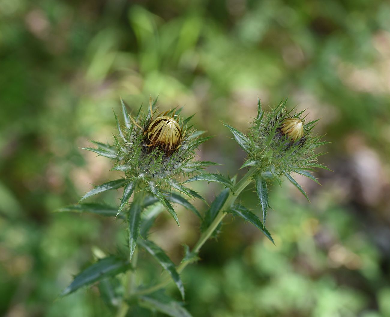 Изображение особи Carlina biebersteinii.