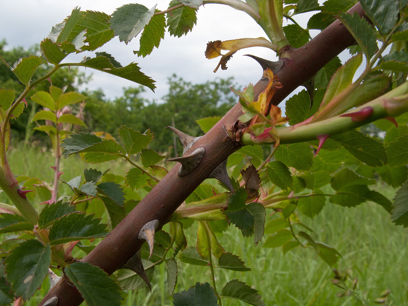 Image of genus Rosa specimen.