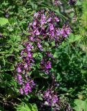 Teucrium chamaedrys