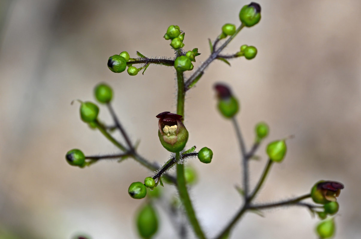 Image of Scrophularia grayana specimen.