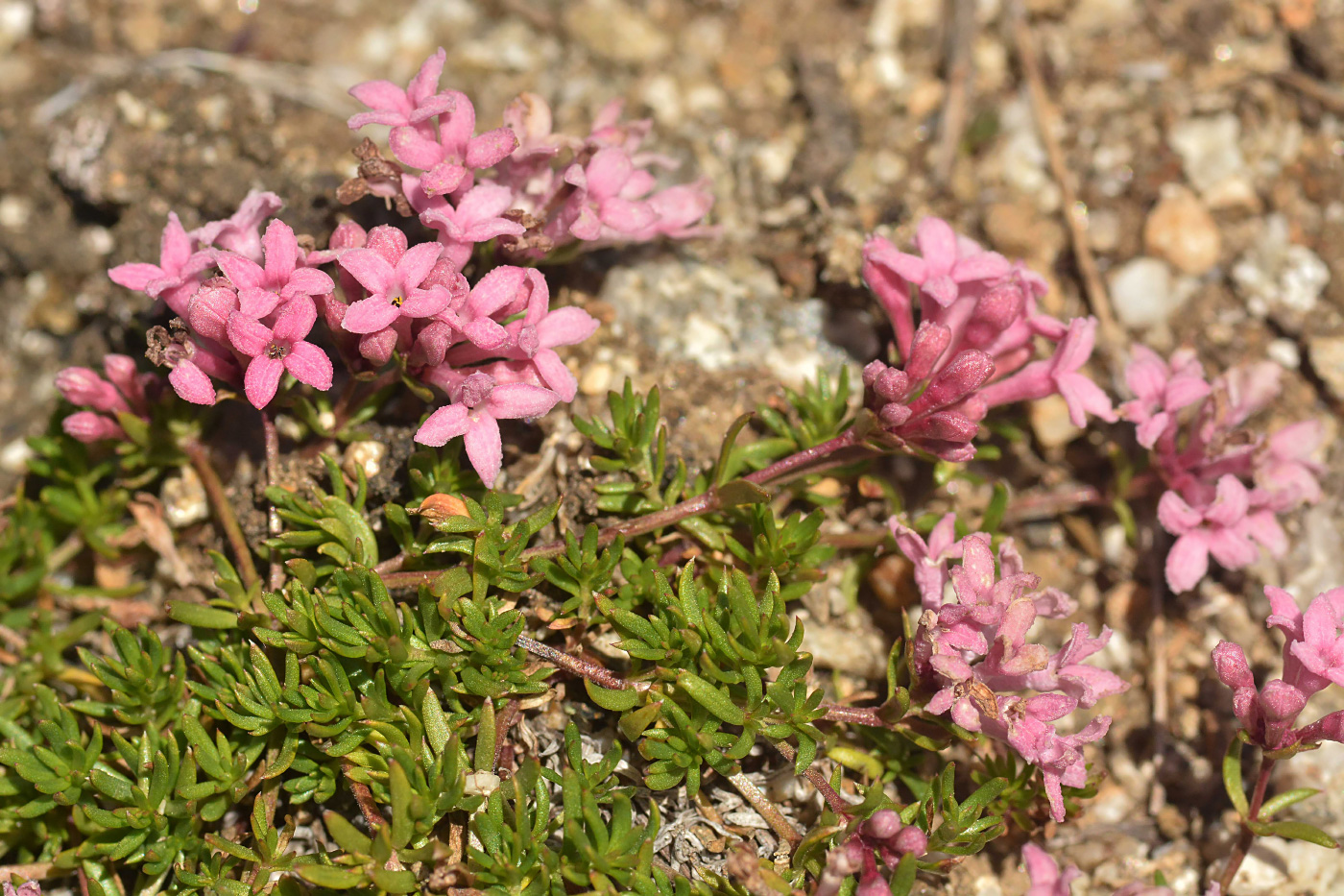 Image of Asperula cristata specimen.