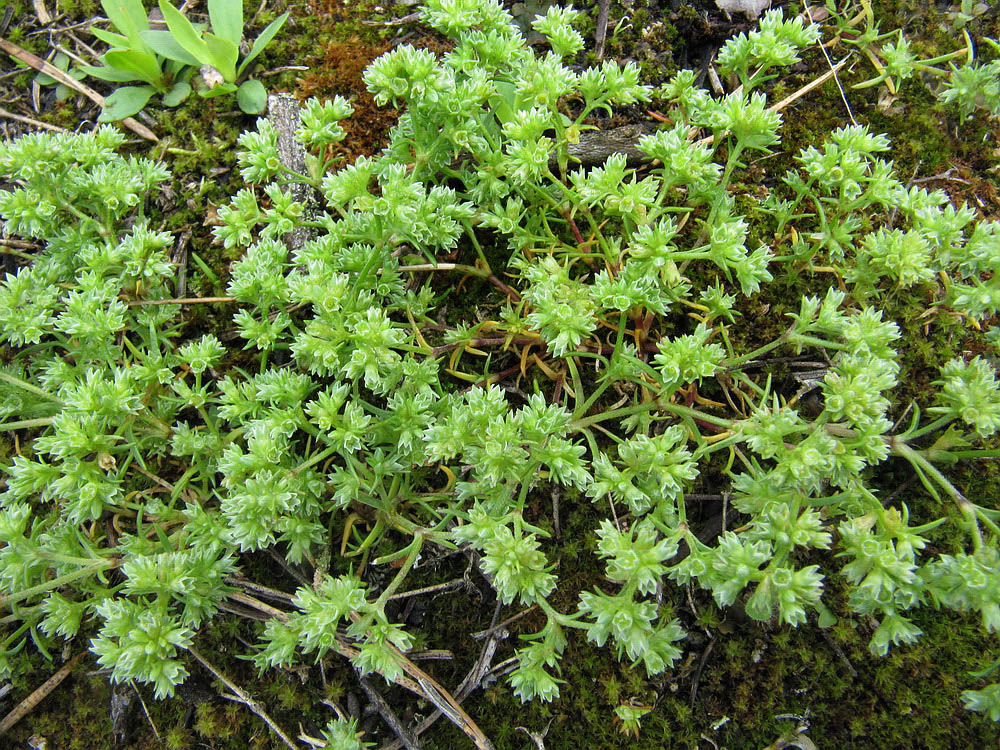 Изображение особи Scleranthus annuus.