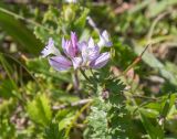 genus Polygala