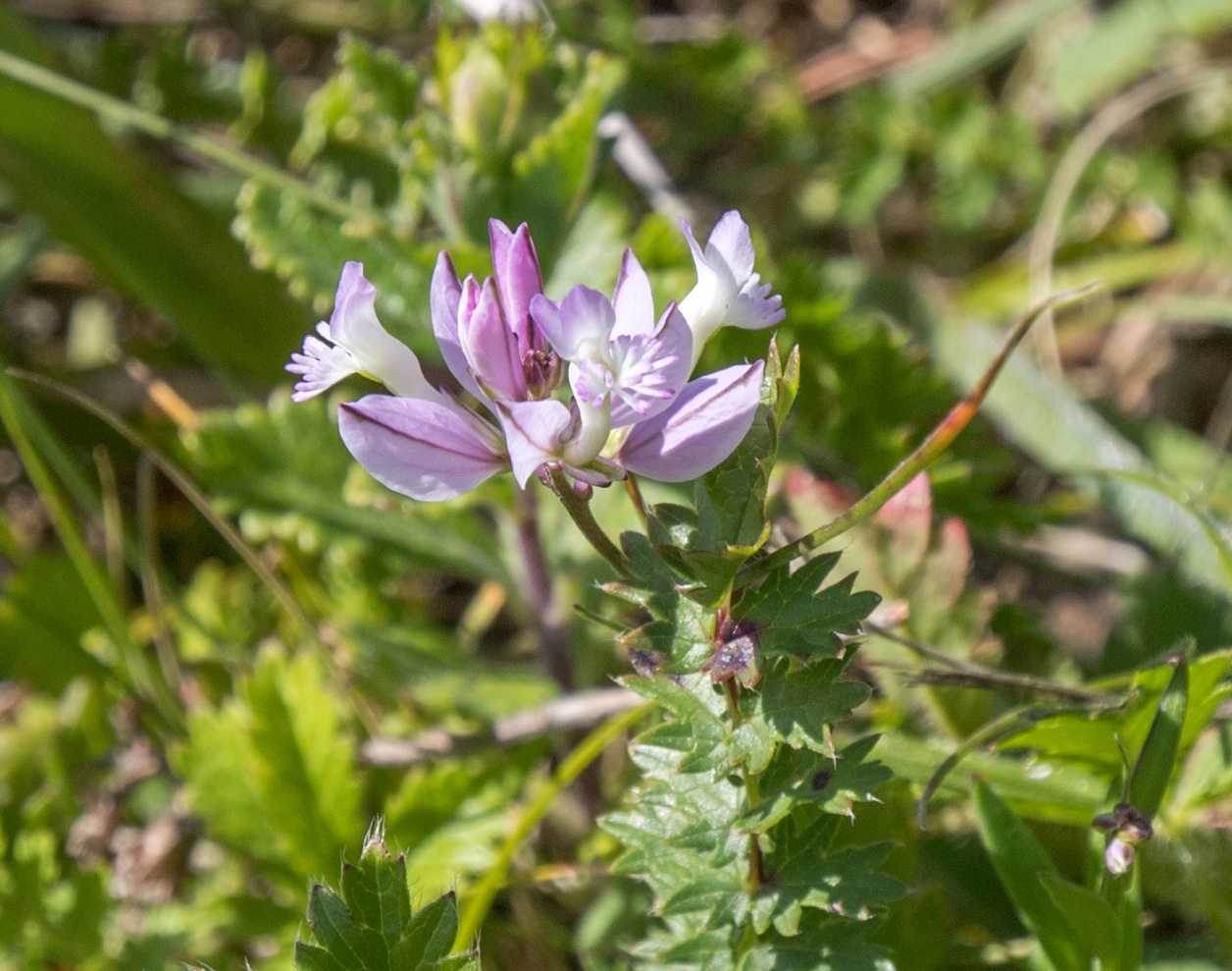 Изображение особи род Polygala.