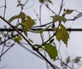 Vitis vinifera. Молодые побеги с развивающимися соцветиями в каплях росы. Абхазия, Гагрский р-н, с. Лдзаа, частное подворье. 13.04.2024.