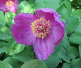 Paeonia daurica. Цветок. Московская обл., Щёлковский р-н, в культуре. 21.05.2024.