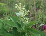 Rubus canescens. Верхушка побега с соцветием. Краснодарский край, Крымский р-н, окр. станицы Неберджаевская, ур. Глубокий Яр, каменистая поляна на опушке буково-дубово-грабового леса. 30.05.2024.