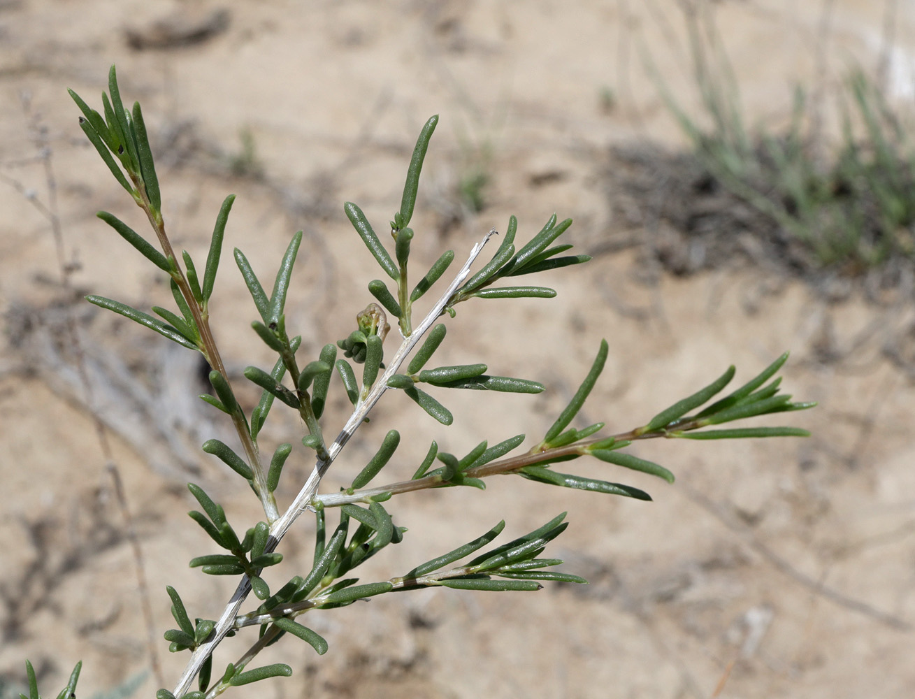 Image of Salsola arbuscula specimen.