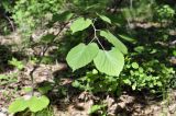 Tilia mandshurica