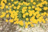 Anthemis tinctoria