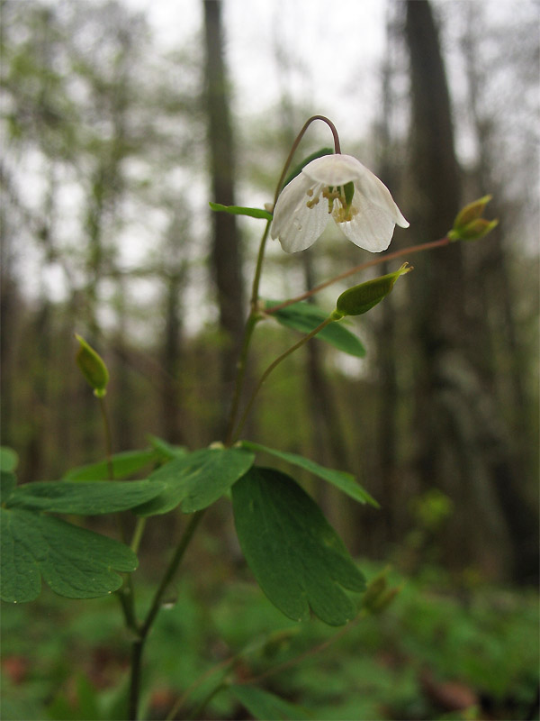 Изображение особи Isopyrum thalictroides.