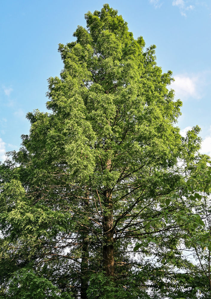 Image of Metasequoia glyptostroboides specimen.