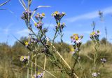 Tripolium pannonicum. Верхушка веточки с соцветиями. Испания, Каталония, пров. Жирона, комарка Альт-Эмпорда, муниципалитет Сан-Педро-Пескадор, устье р. Флувиа, осушенный участок маршевого луга на переходе к приречной растительности отводного канала. 19.10.2024.