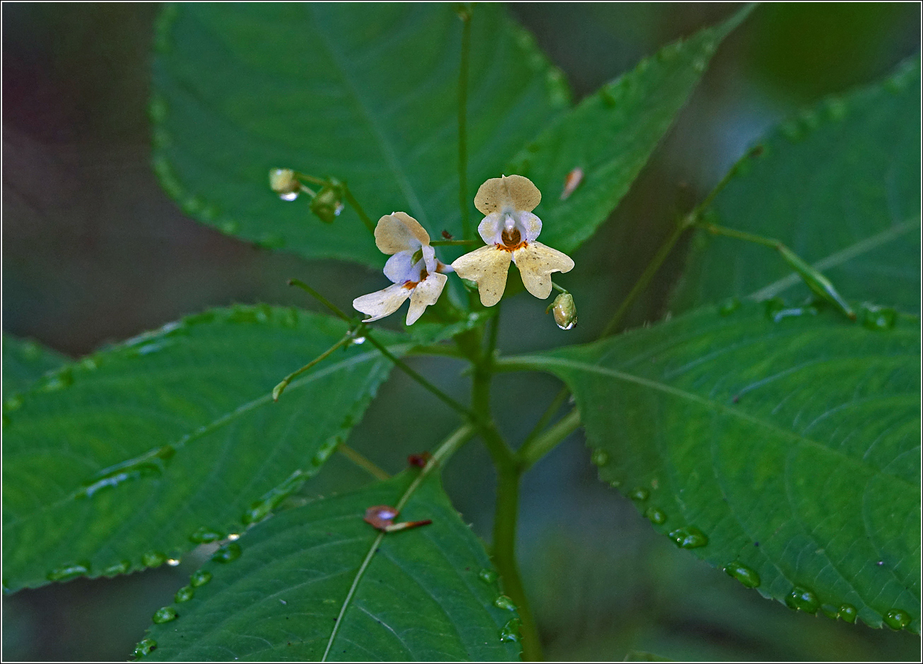 Изображение особи Impatiens parviflora.