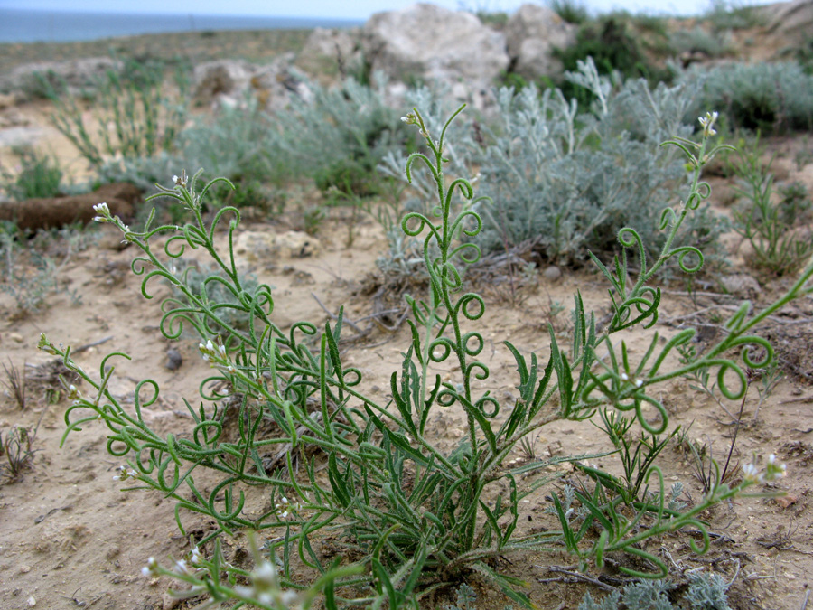 Изображение особи Neotorularia torulosa.