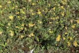 Anthyllis vulneraria