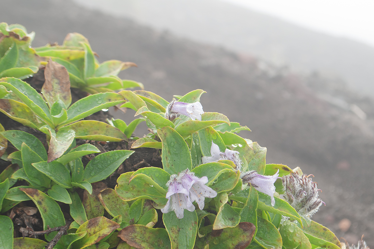 Изображение особи Pennellianthus frutescens.