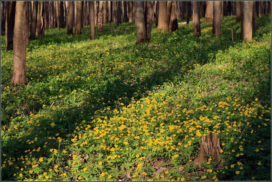 Изображение особи Anemone ranunculoides.