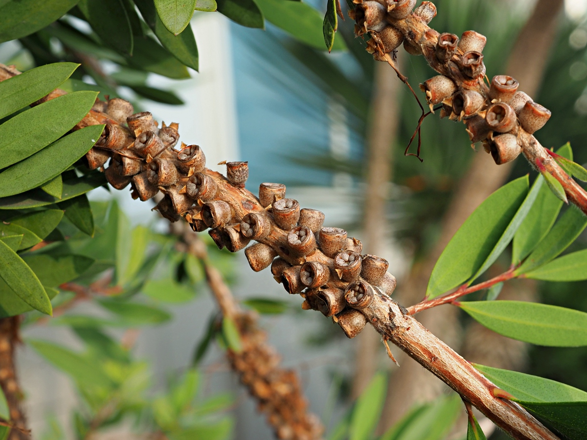 Image of Callistemon phoeniceus specimen.