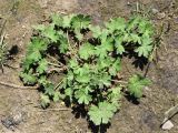 Geranium pusillum