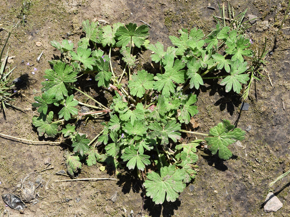 Image of Geranium pusillum specimen.