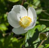 Anemone sylvestris